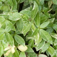 Vinca major